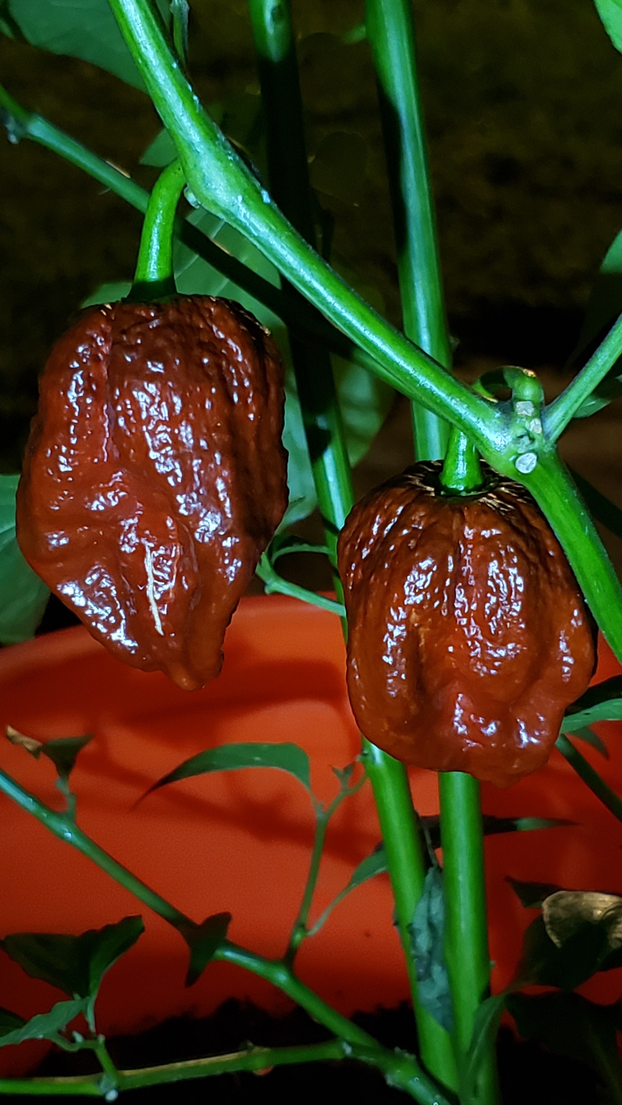 Ghost pepper