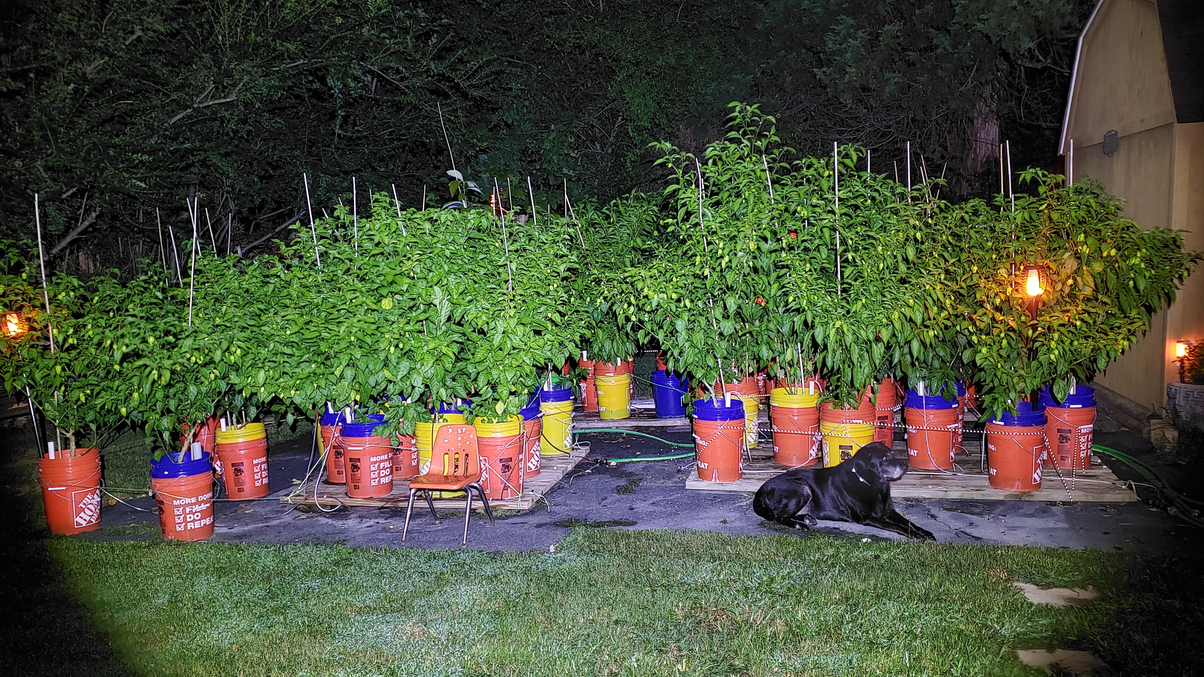 Organic hot peppers