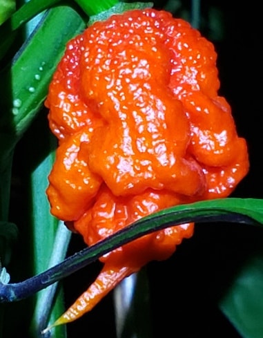 Scorpion pepper